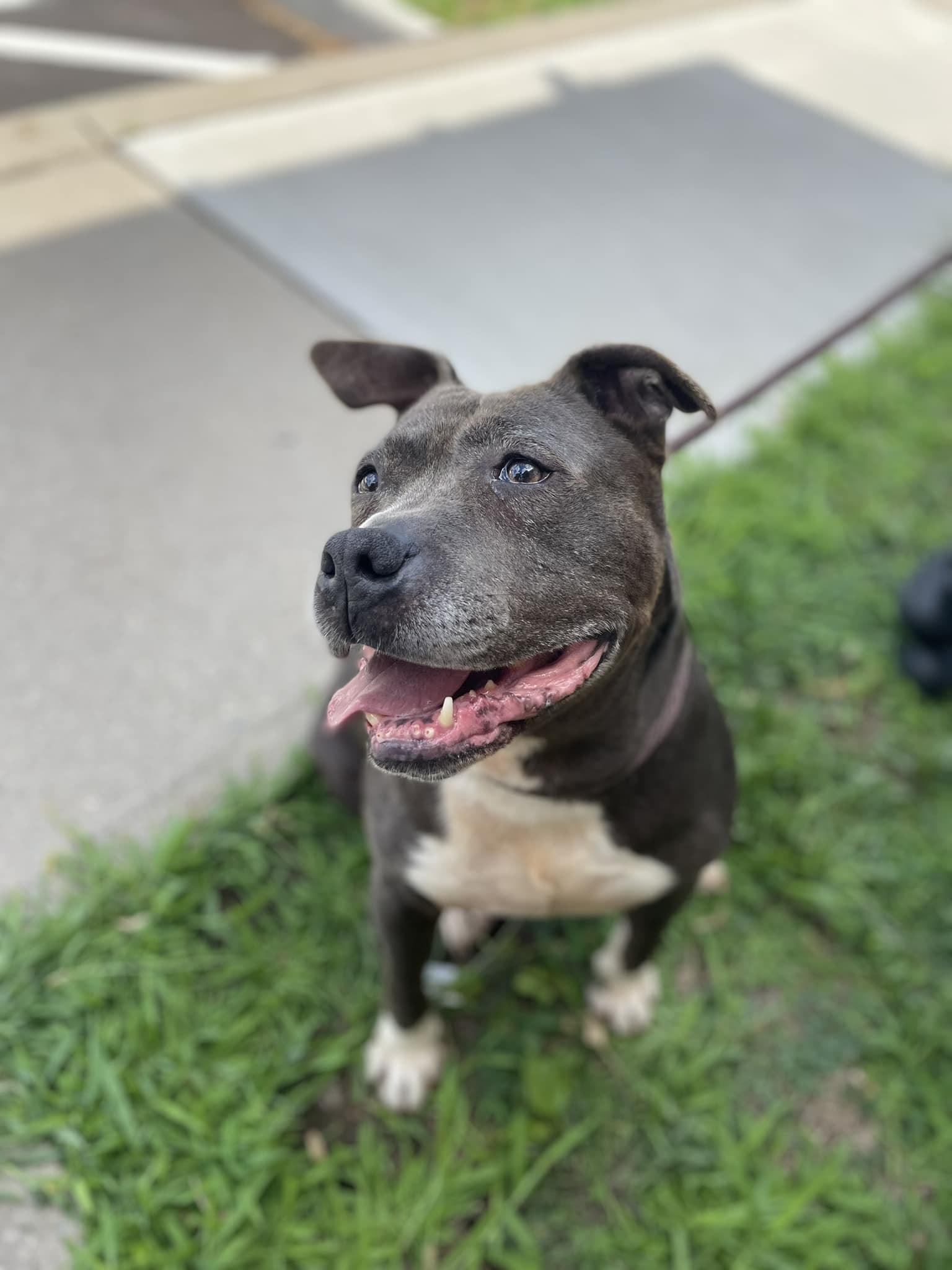 Winston (RESCUE ONLY) photo 3