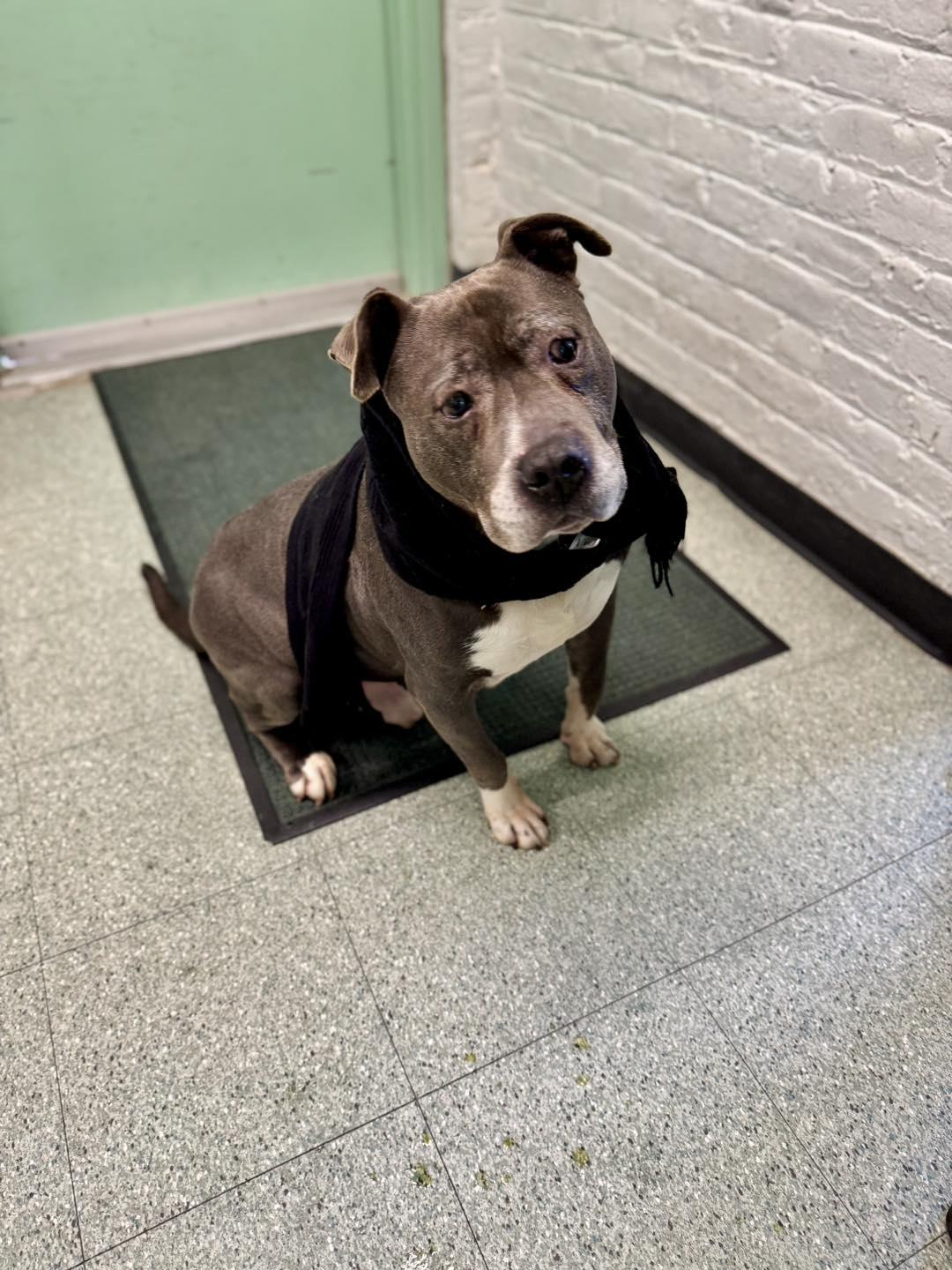 Winston, Adoptable, Senior Male Pit Bull Terrier.