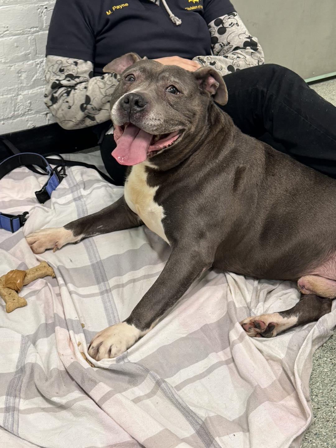 Winston (RESCUE ONLY) photo 2