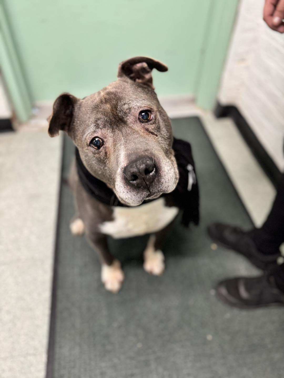 Enlarge Winston, a Adoptable mixed breed in Passaic, NJ image 2/2