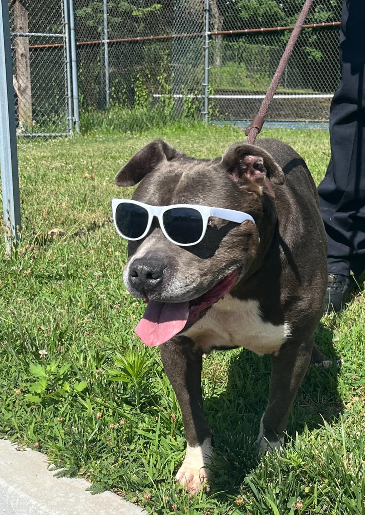 Winston (RESCUE ONLY) photo 4