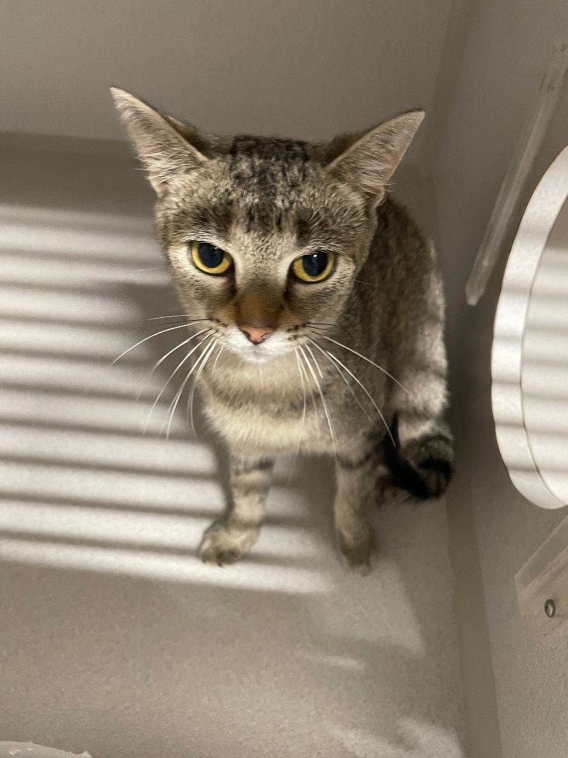 Enlarge Aries, a Adoptable Domestic Short Hair image 1/1