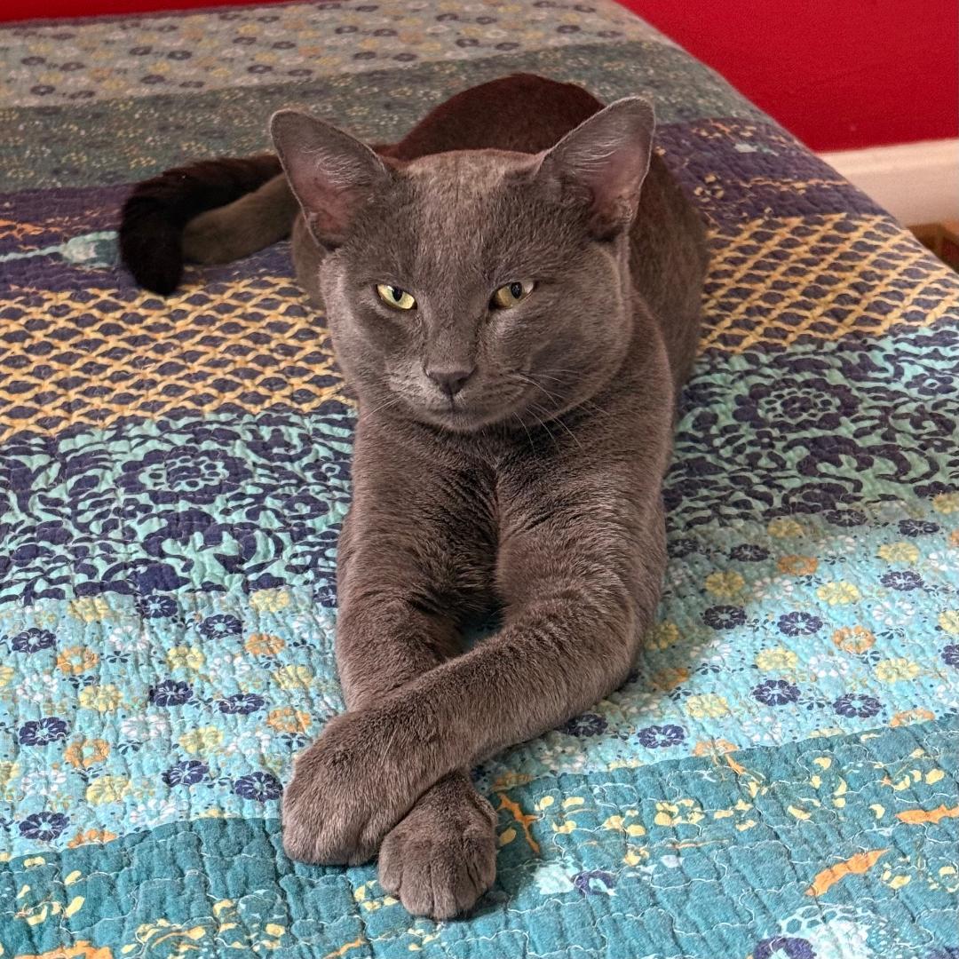 Bluey, Adoptable, Young Male Domestic Short Hair.