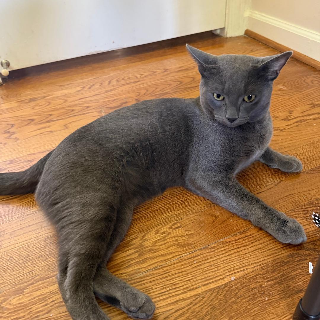 Bluey, a Adoptable Domestic Short Hair image 2/3