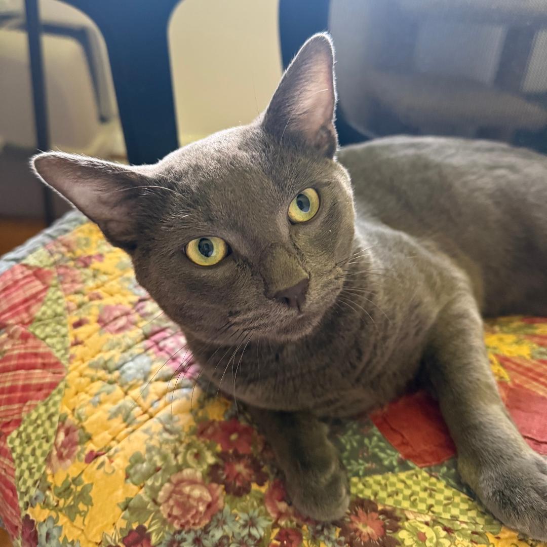 Bluey, a Adoptable Domestic Short Hair image 3/3