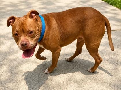 Odin, Adoptable, Adult Male Pit Bull Terrier & Mixed Breed.
