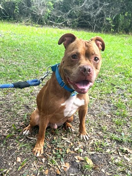 Odin, Adoptable, Adult Male Pit Bull Terrier & Mixed Breed.