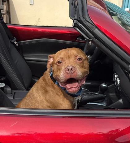 Enlarge Odin, a Adoptable mixed breed in Palm Coast, FL image 2/3