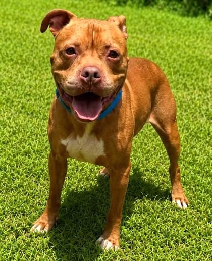Enlarge Odin, a Adoptable mixed breed in Palm Coast, FL image 3/3