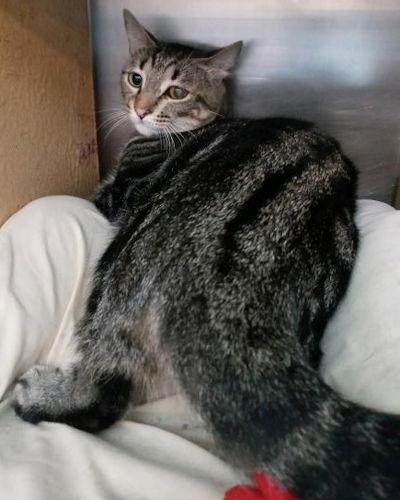 Enlarge Tina - Petsmart Plantation Foster Home, a Adoptable Domestic Short Hair in Oakland Park, FL image 2/2