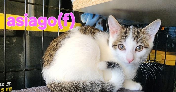 Enlarge Asiago (of the cheese babies), a Adoptable Domestic Short Hair in Flushing, NY image 2/2