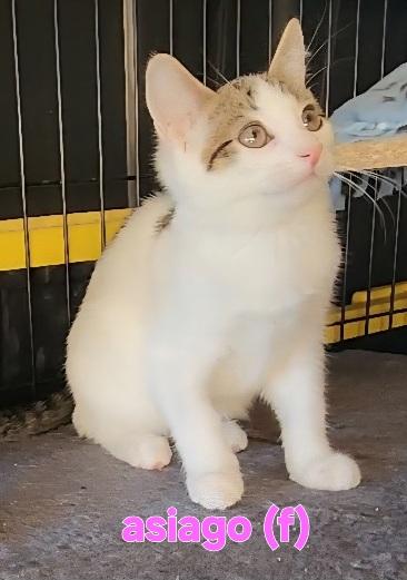 Enlarge Asiago (of the cheese babies), a Adoptable Domestic Short Hair in Flushing, NY image 1/2
