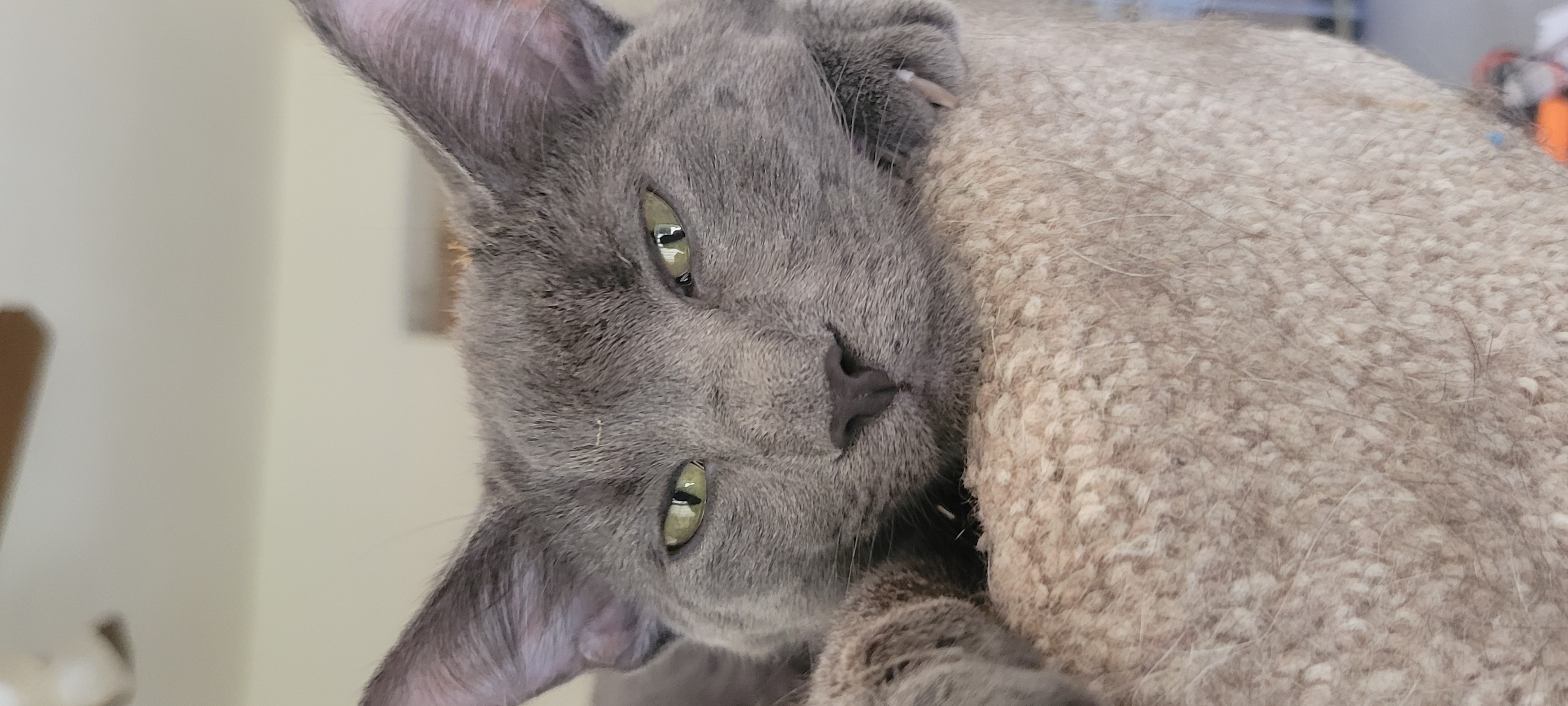Cosmos, an adoptable Domestic Short Hair in Racine, WI, 53402 | Photo Image 3