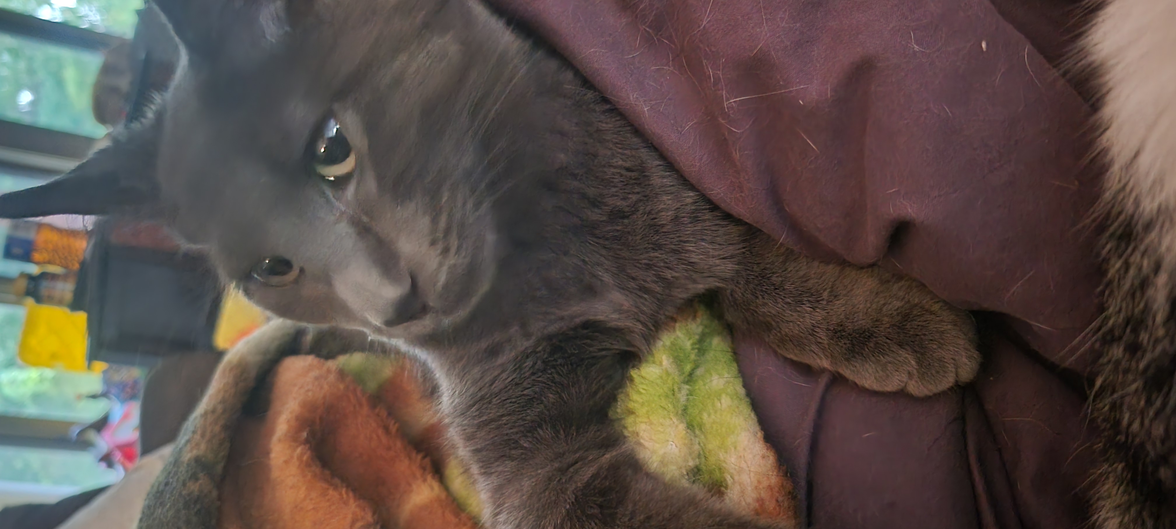 Cosmos, an adoptable Domestic Short Hair in Racine, WI, 53402 | Photo Image 2