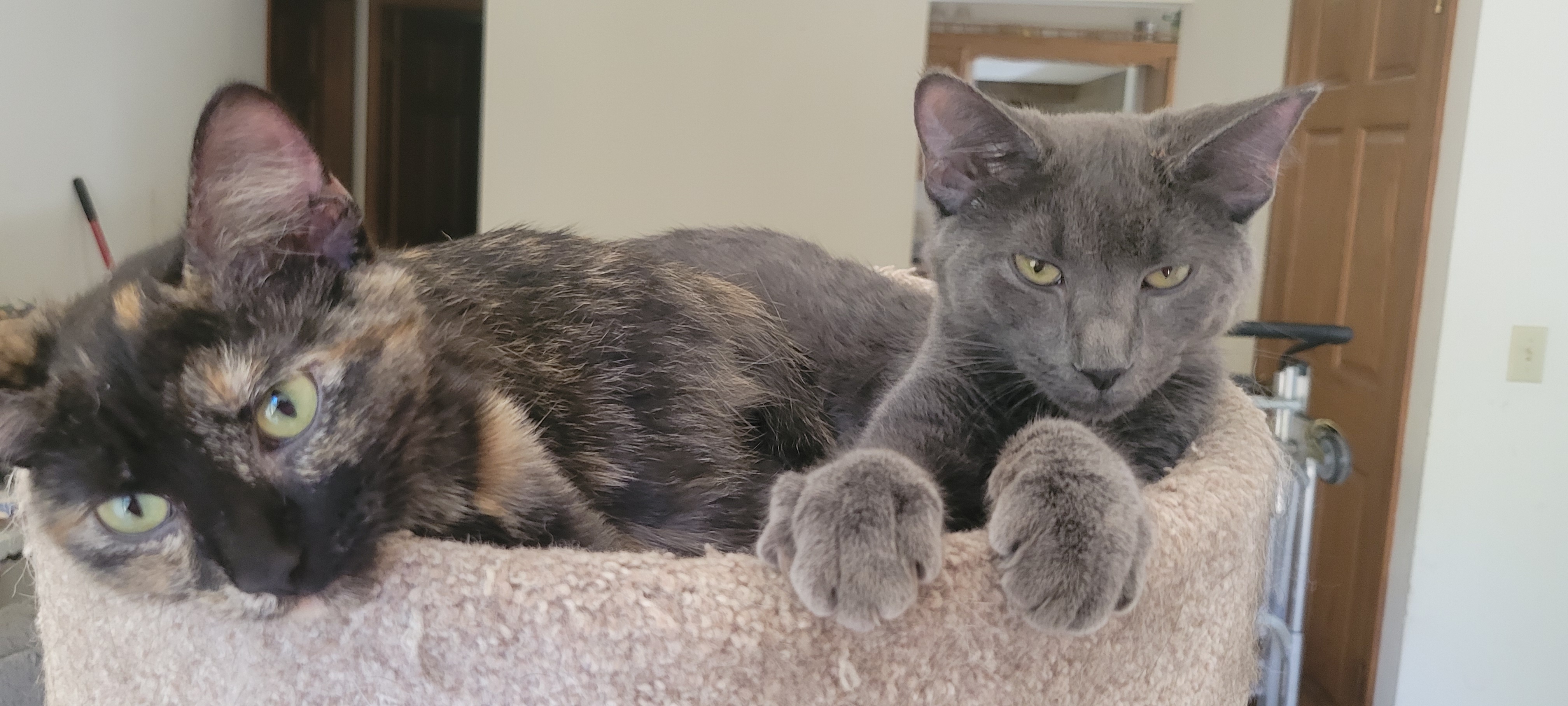 Cosmos, an adoptable Domestic Short Hair in Racine, WI, 53402 | Photo Image 4