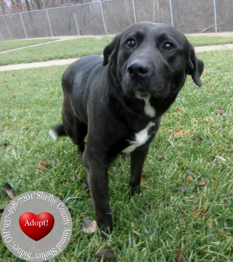 Enlarge Bobby Yrly 4, a Adopted mixed breed in Sidney, OH image 1/2