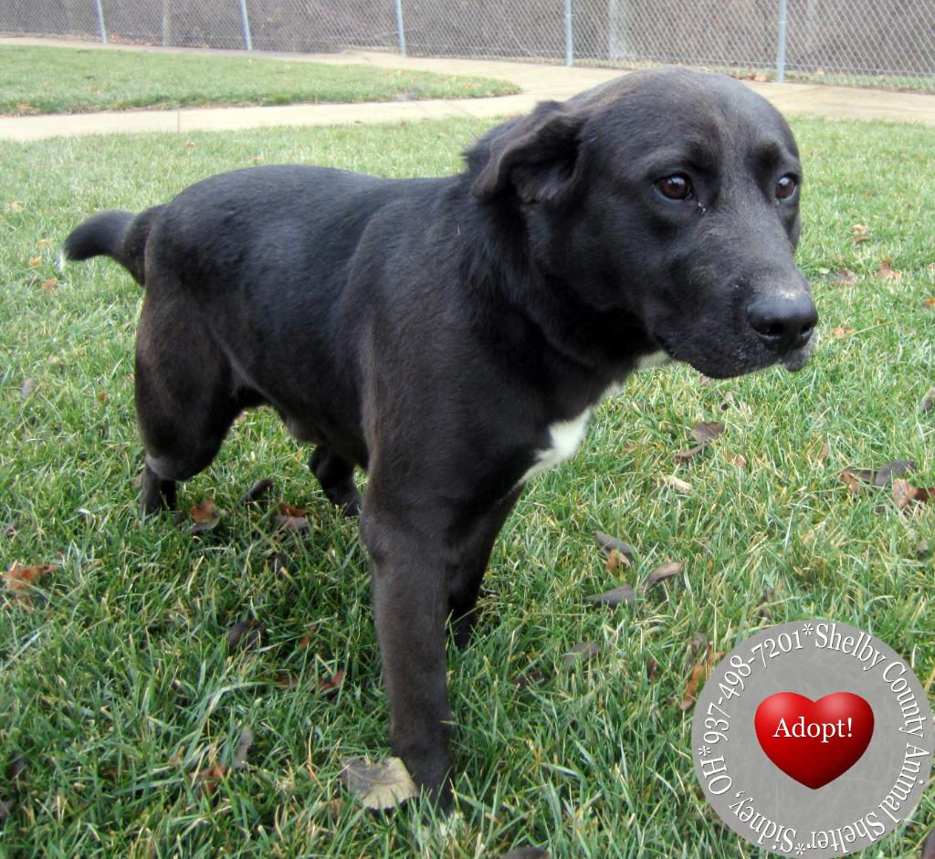 Enlarge Bobby Yrly 4, a Adopted mixed breed in Sidney, OH image 2/2