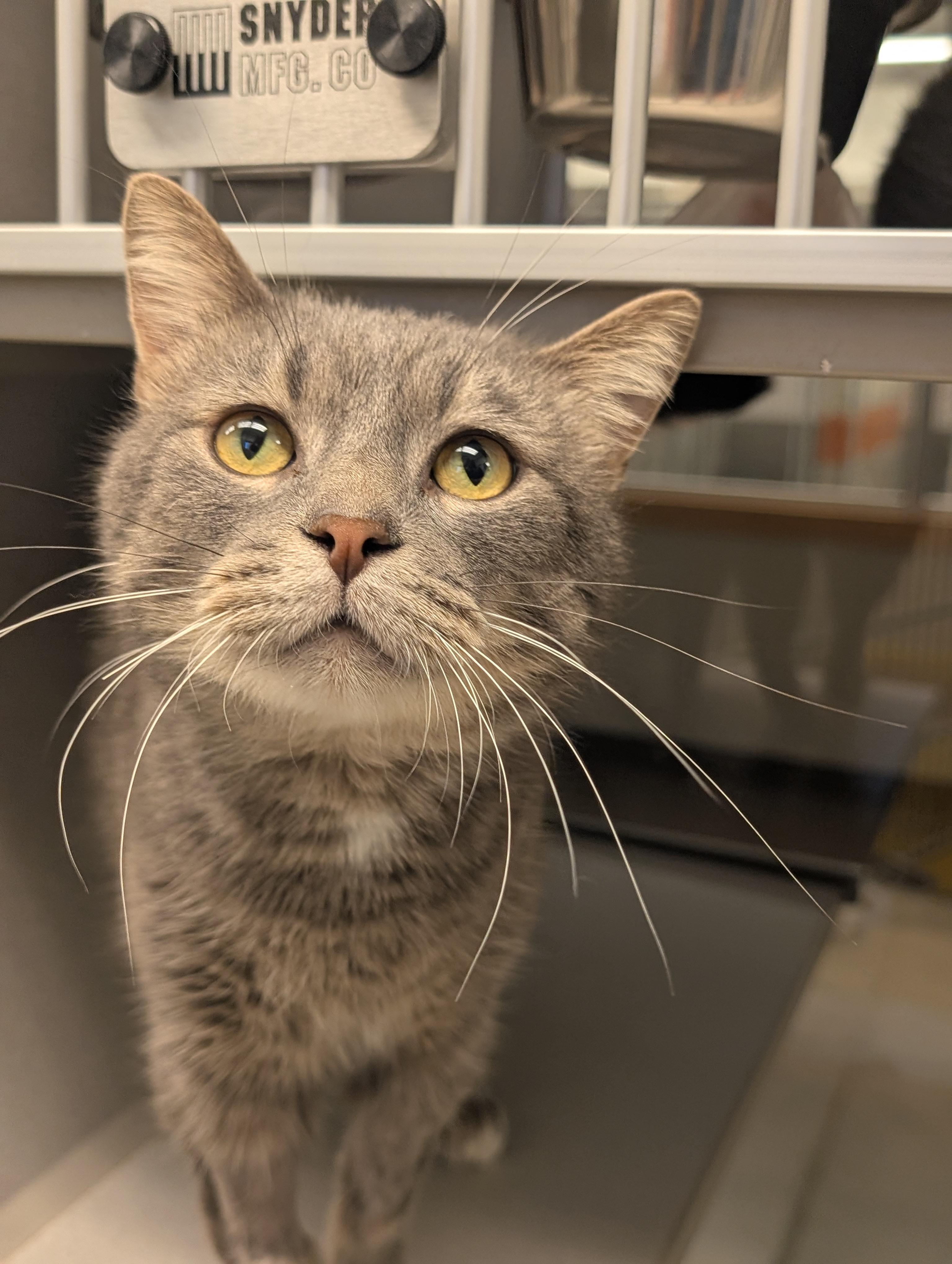 Colter, an adopted mixed breed in Cedar Rapids, IA image 1/2