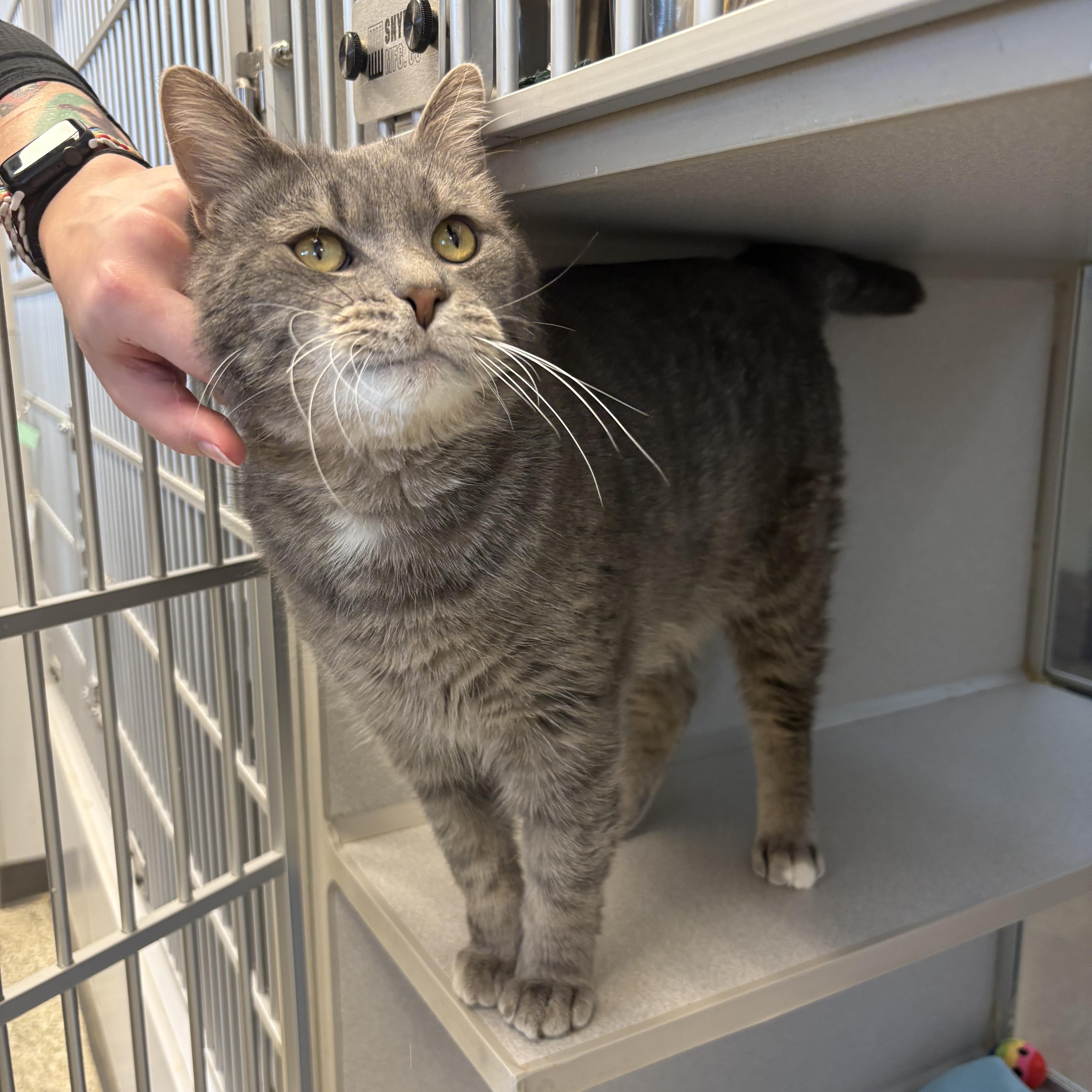 Colter, an adopted mixed breed in Cedar Rapids, IA image 2/2