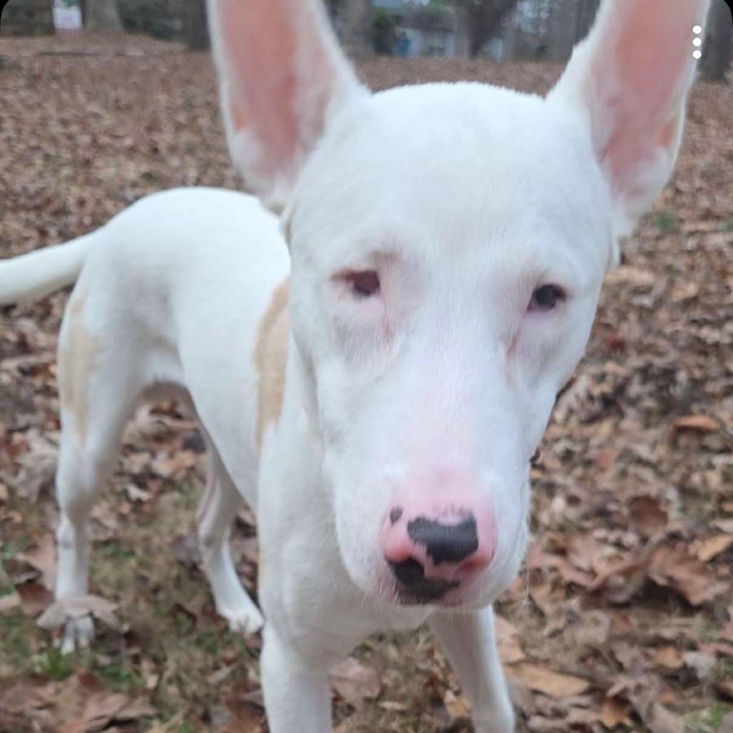 Enlarge Marshmallow, a Adoptable German Shepherd Dog in Mocksville, NC image 1/6