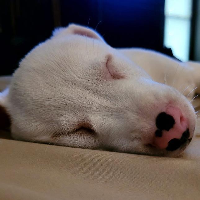 Enlarge Marshmallow, a Adoptable German Shepherd Dog in Mocksville, NC image 2/6