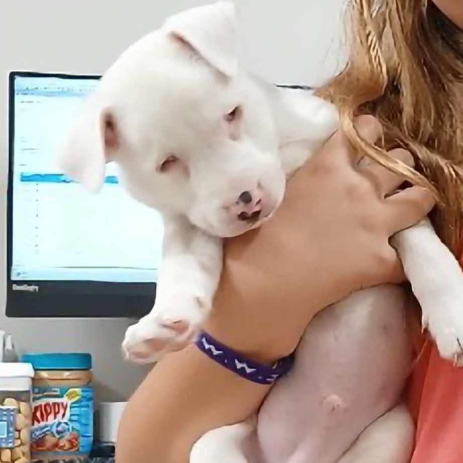 Enlarge Marshmallow, a Adoptable German Shepherd Dog in Mocksville, NC image 3/6