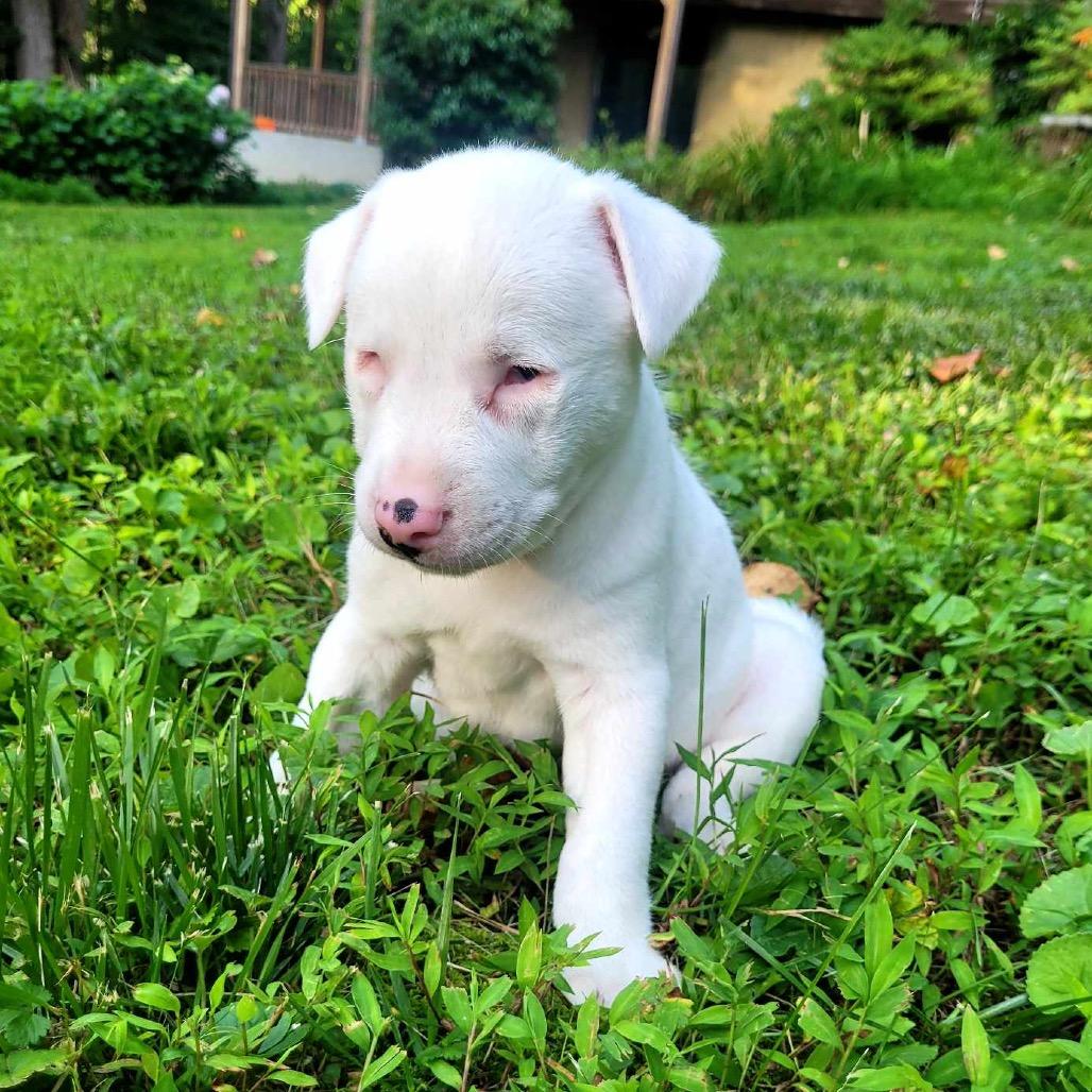 Enlarge Marshmallow, a Adoptable German Shepherd Dog in Mocksville, NC image 5/6