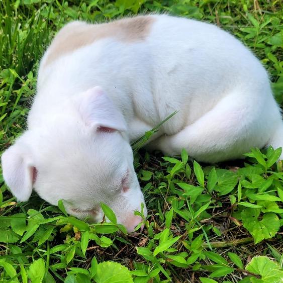 Enlarge Marshmallow, a Adoptable German Shepherd Dog in Mocksville, NC image 6/6