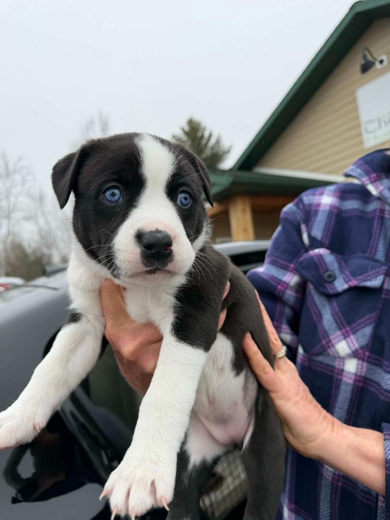 LD7 Roma, Adoptable, Puppy Female Terrier & Mixed Breed.