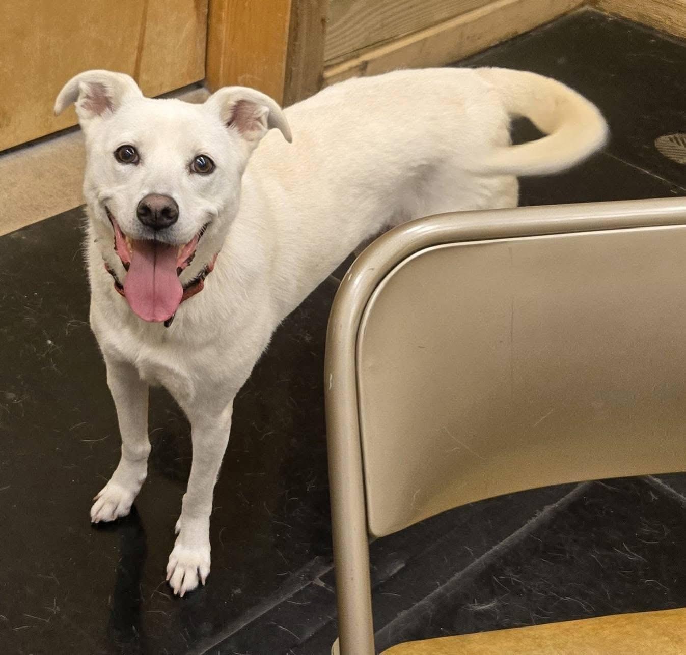 Enlarge Luna, a Adopted Mixed Breed in Delphi, IN image 1/1