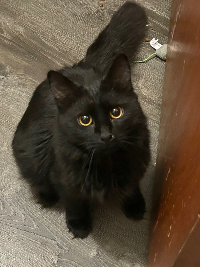 Sirius and Wobbles