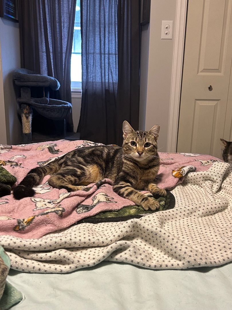 Sirius and Wobbles 5