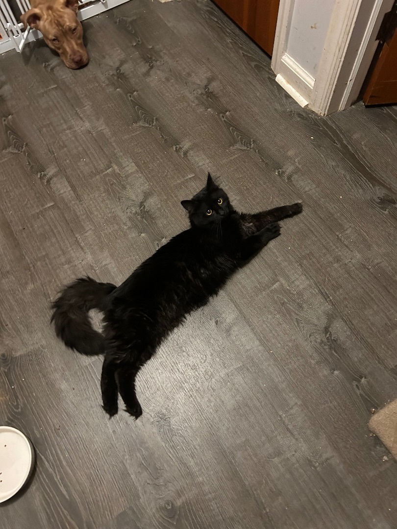 Sirius and Wobbles 2