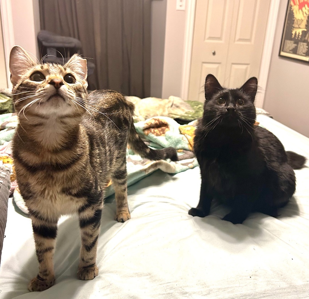 Sirius and Wobbles 3