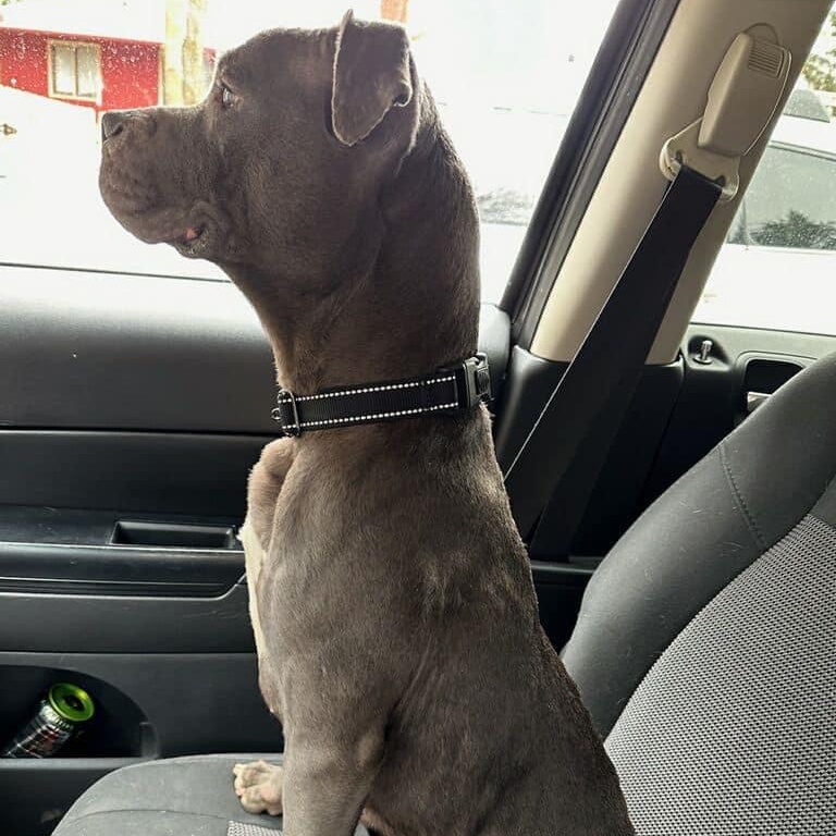 Onyx, a Adoptable Pit Bull Terrier in Midland, MI image 4/6