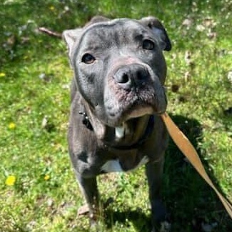 Onyx, a Adoptable Pit Bull Terrier in Midland, MI image 5/6