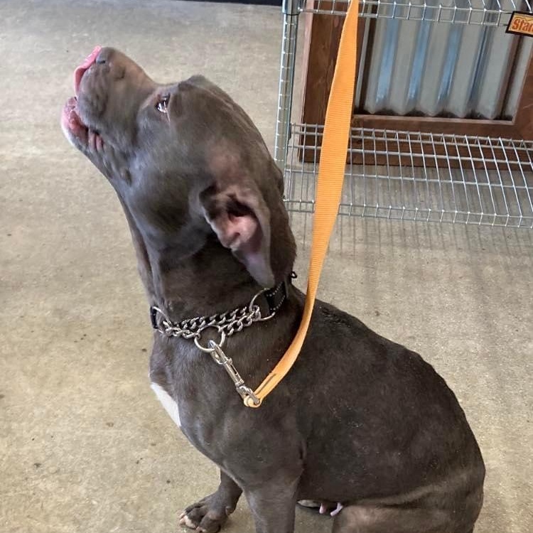 Onyx, a Adoptable Pit Bull Terrier in Midland, MI image 6/6