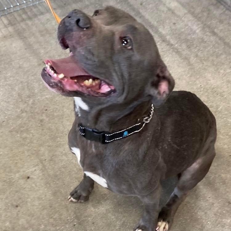 Onyx, a Adoptable Pit Bull Terrier in Midland, MI image 1/6