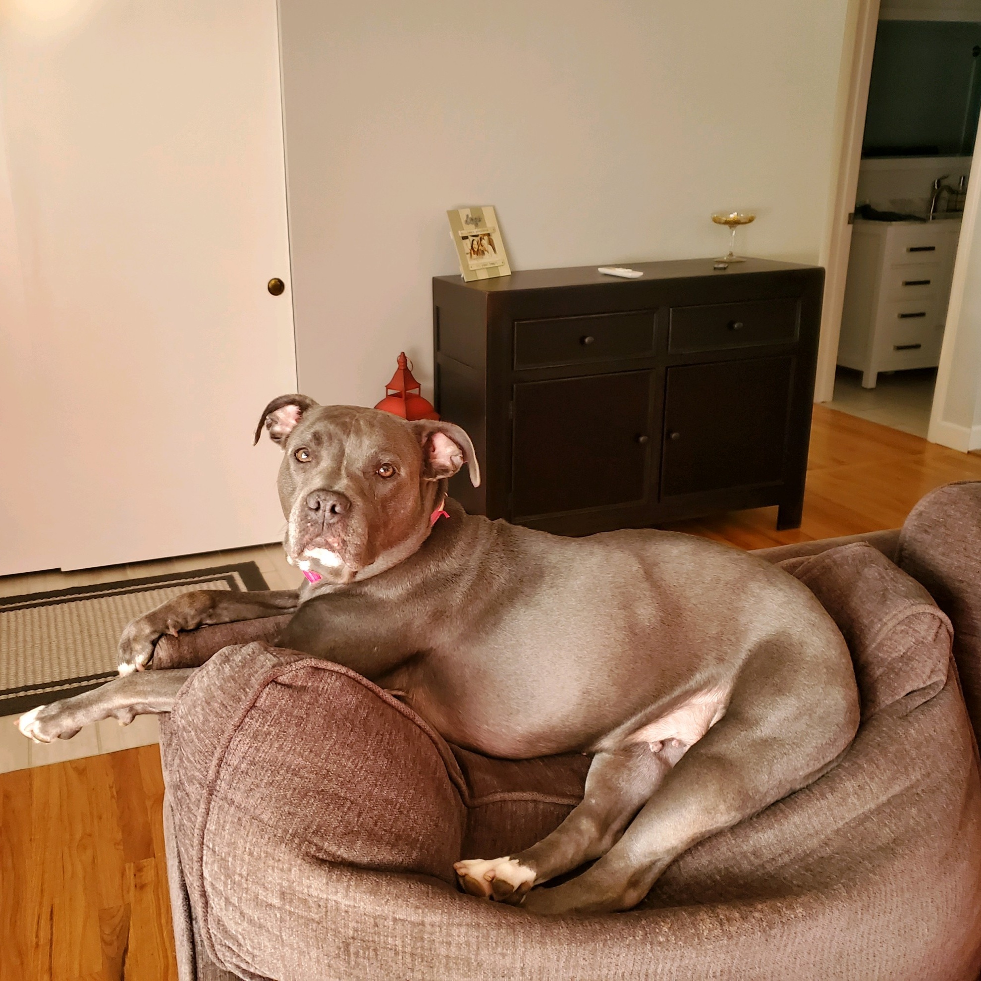 Onyx, a Adoptable Pit Bull Terrier in Midland, MI image 2/6