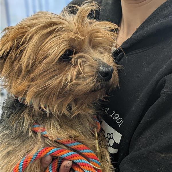 Beans on Toast, Adoptable, Adult Male Yorkshire Terrier.