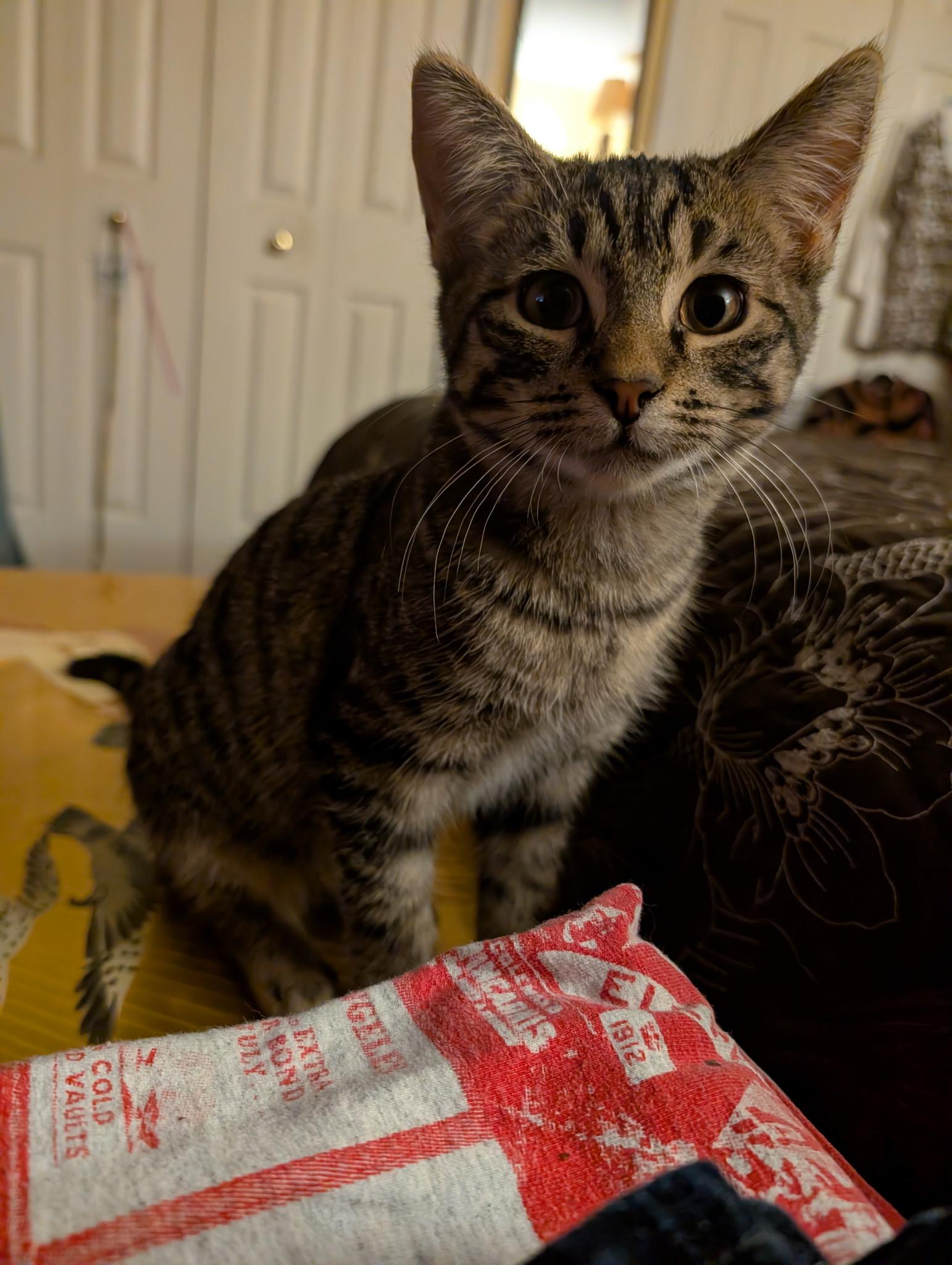 Enlarge Charlie, a Adoptable Domestic Short Hair in Beltsville, MD image 2/6