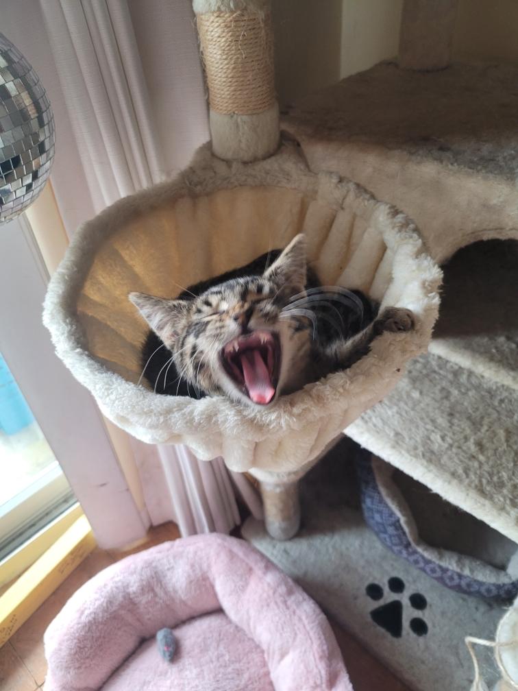 Enlarge Charlie, a Adoptable Domestic Short Hair in Beltsville, MD image 3/6