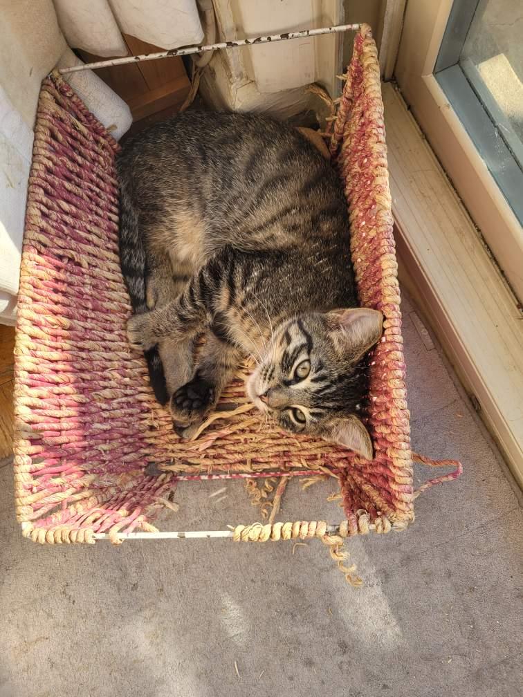 Enlarge Charlie, a Adoptable Domestic Short Hair in Beltsville, MD image 5/6