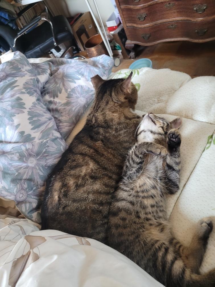 Enlarge Charlie, a Adoptable Domestic Short Hair in Beltsville, MD image 6/6