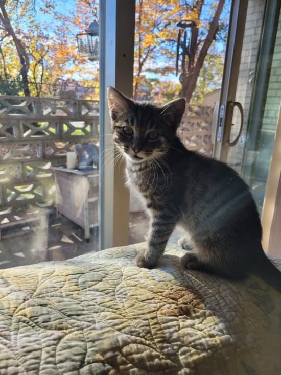 Enlarge Charlie, a Adoptable Domestic Short Hair in Beltsville, MD image 1/6