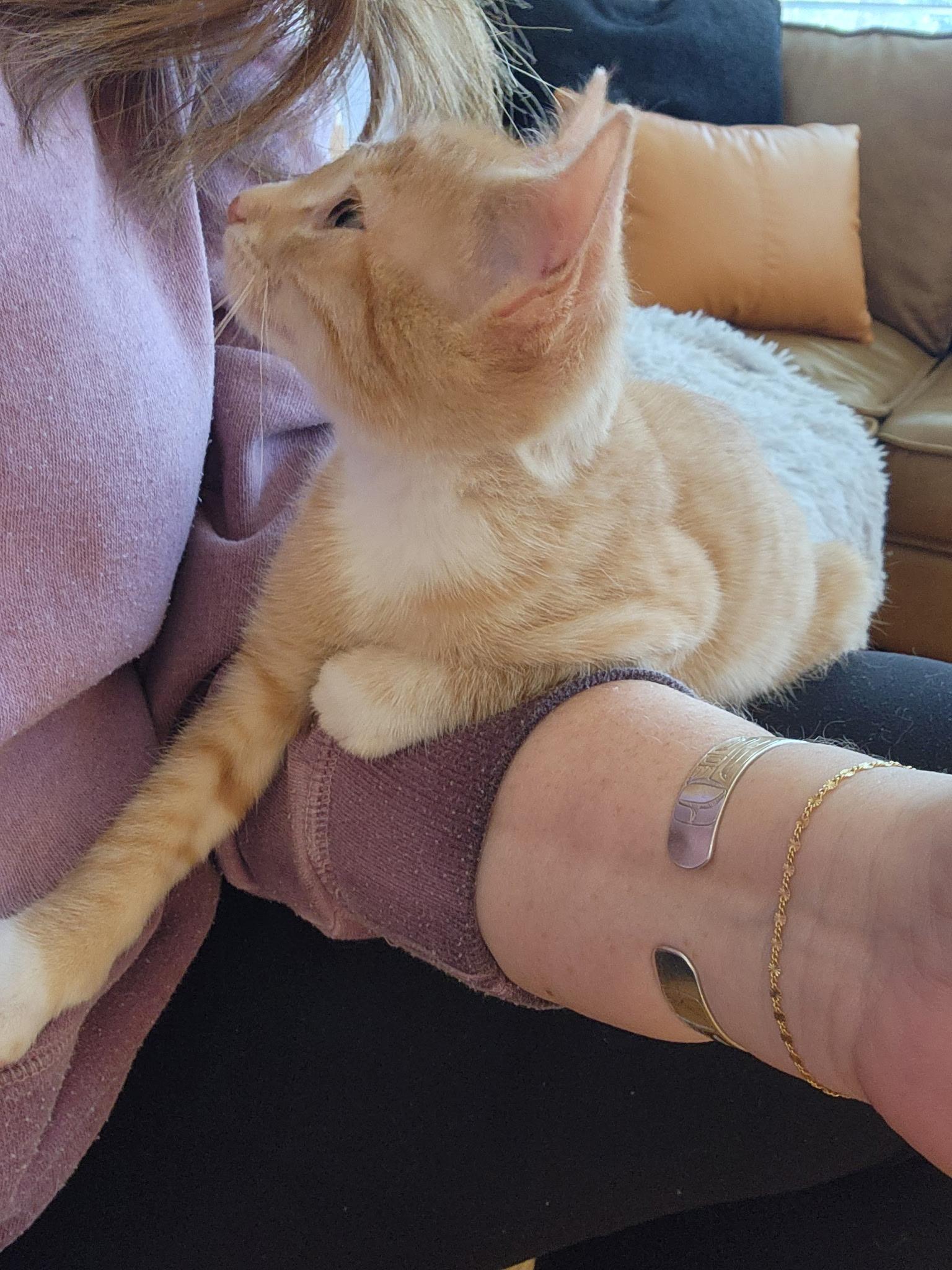 Enlarge Mollie, a Adoptable mixed breed in Omaha, NE image 6/6