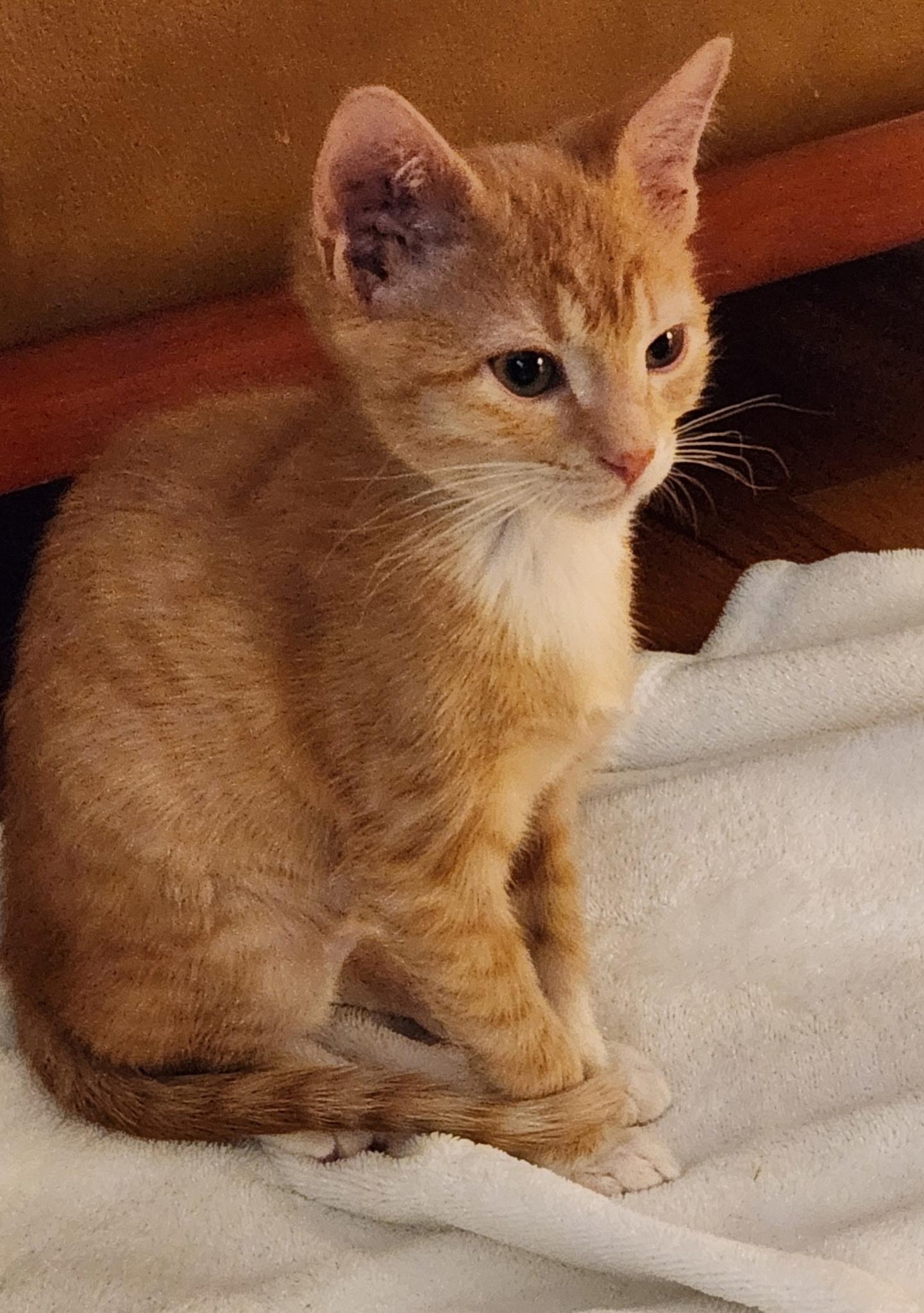 Enlarge Mollie, a Adoptable mixed breed in Omaha, NE image 4/6