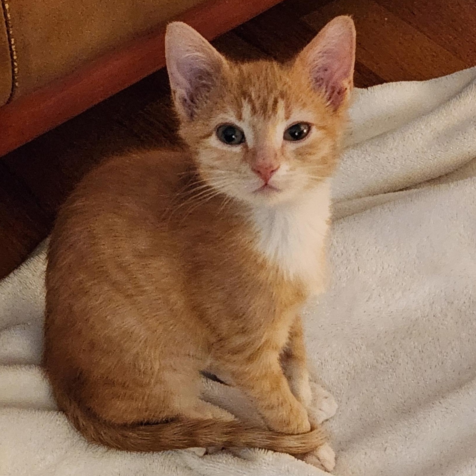 Enlarge Mollie, a Adoptable mixed breed in Omaha, NE image 2/6