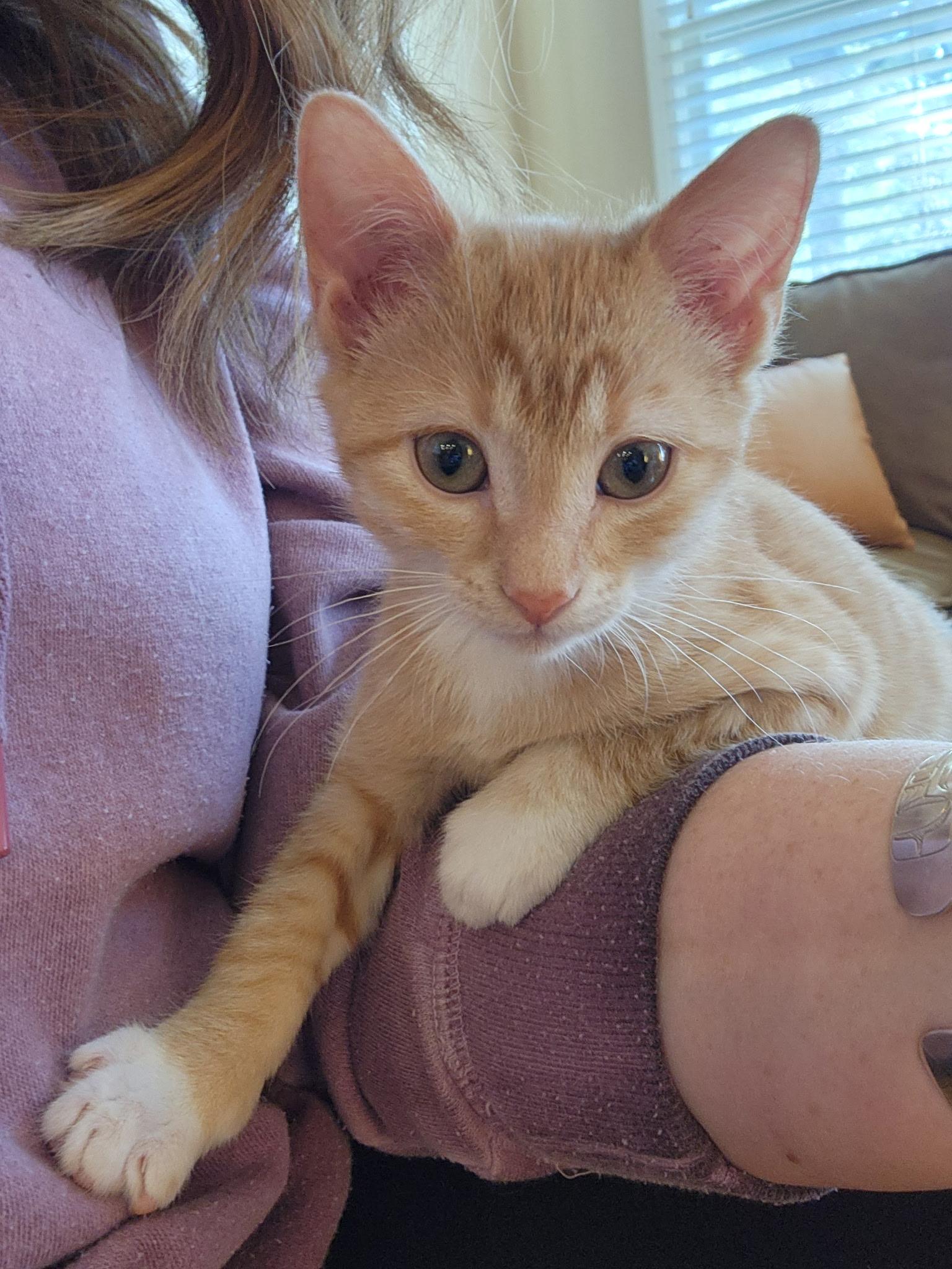 Enlarge Mollie, a Adoptable mixed breed in Omaha, NE image 1/6