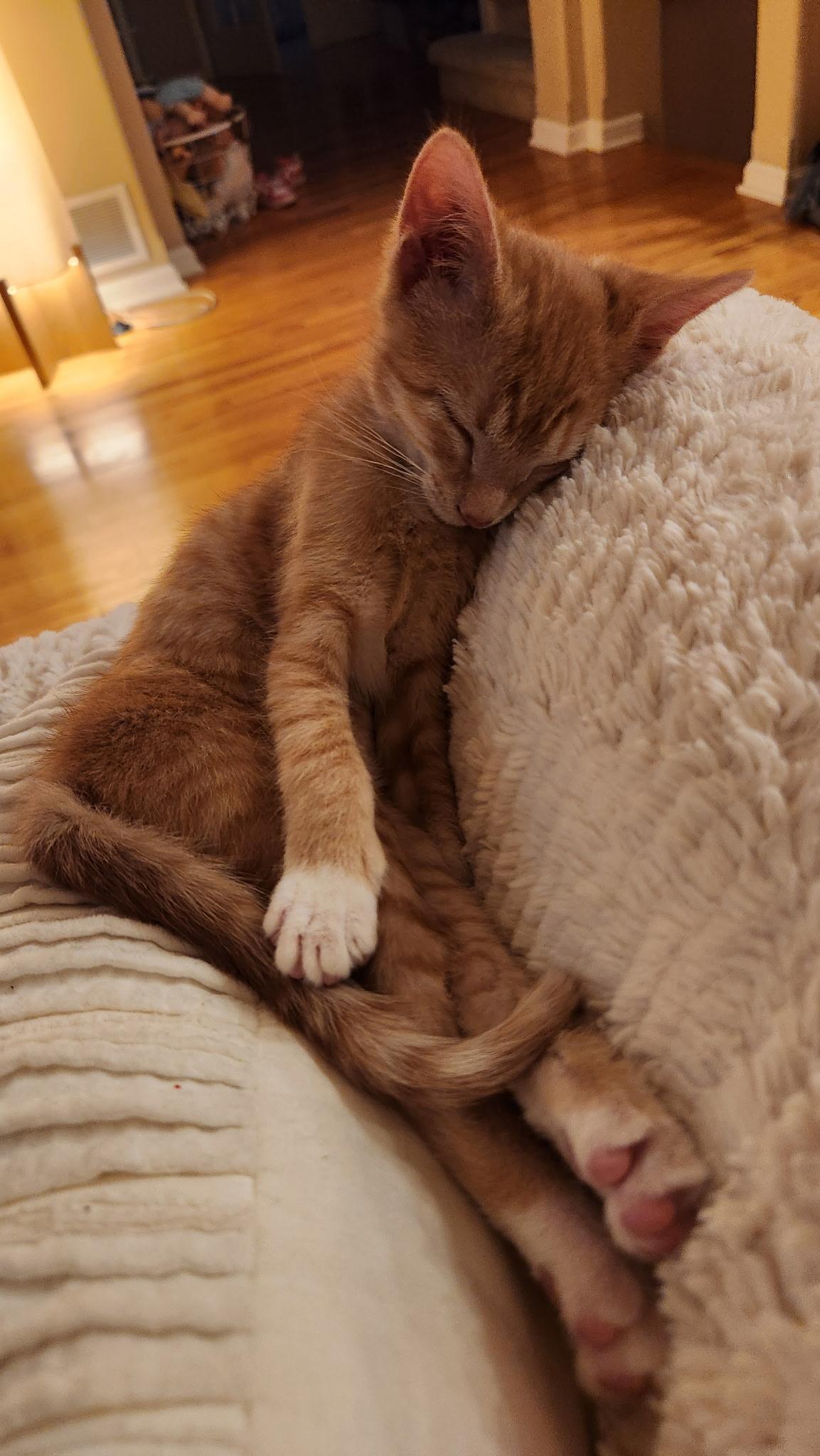 Enlarge Mollie, a Adoptable mixed breed in Omaha, NE image 3/6